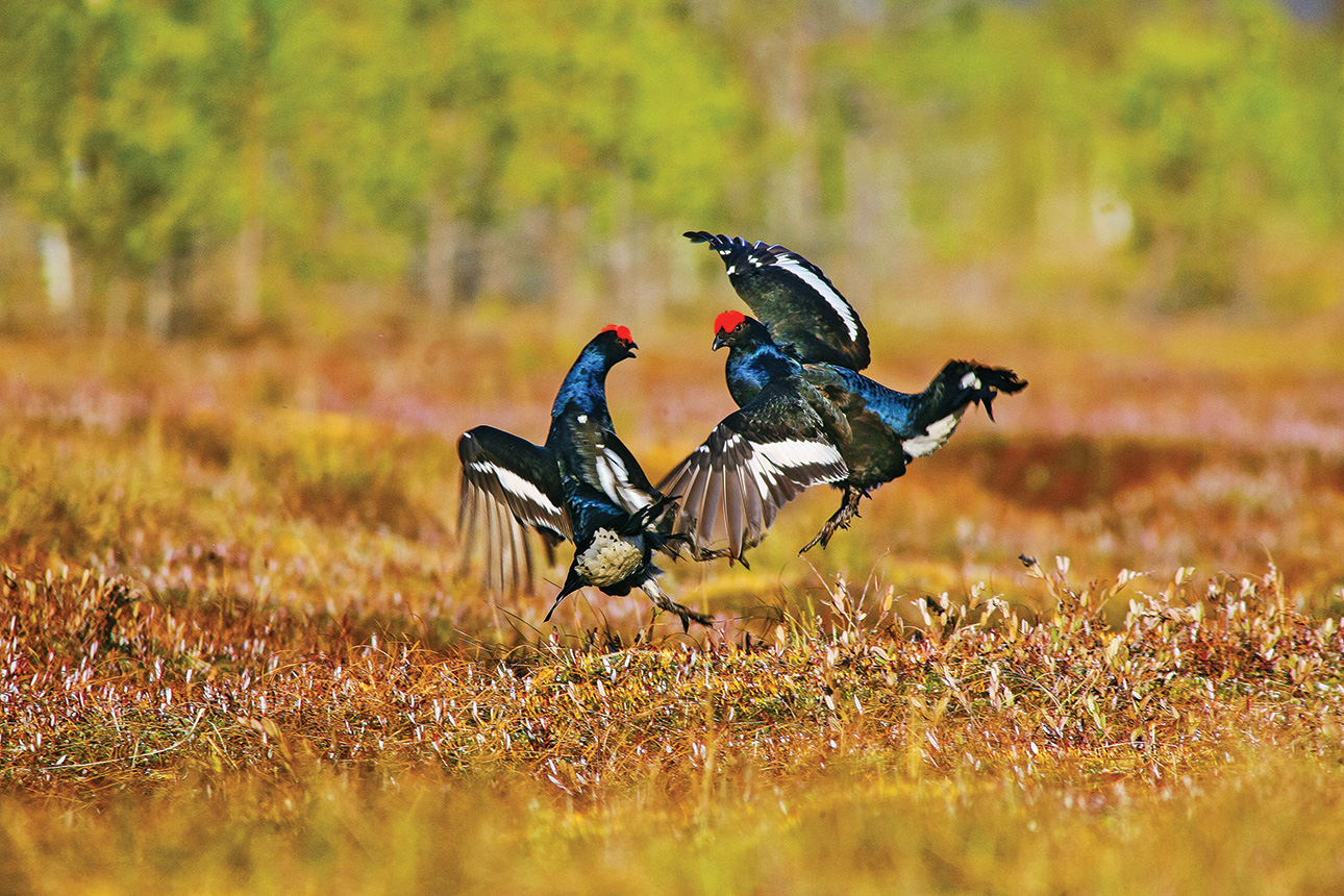 Березинский биосферный заповедник